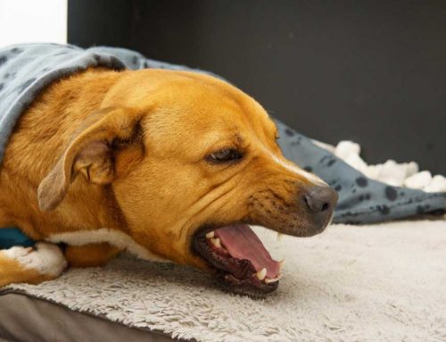 Can a Small Dog Live Well With a Collapsed Trachea?