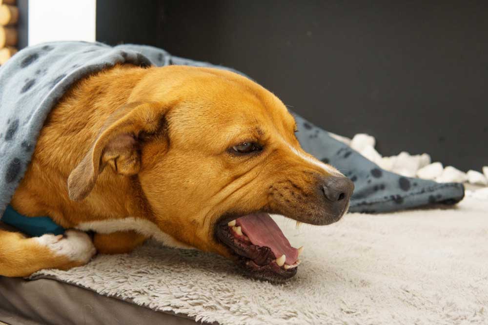 A brown dog lying under a spotted blanket snarling with an open mouth and bared teeth.