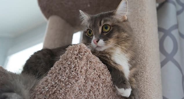 Spacious boarding area where pets rest comfortably at Soda Springs Animal Clinic