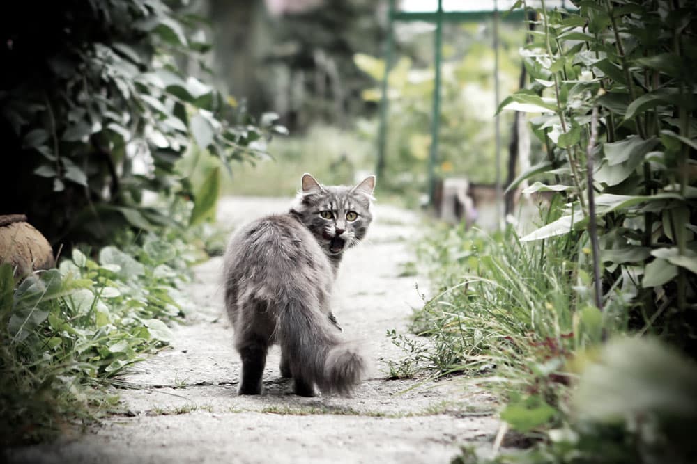 Gray cat standing on a garden path and looking back toward the camera