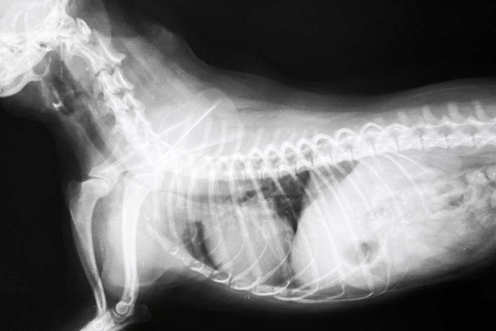 A lateral chest radiograph displaying the neck, spine, rib cage, and chest cavity of a small animal.