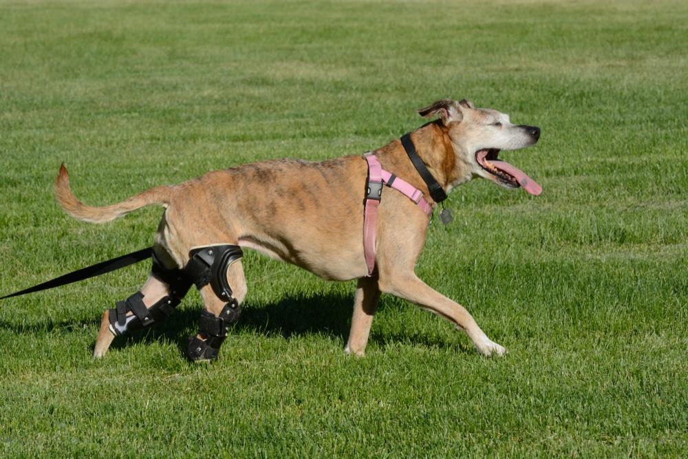 A brindle dog wearing a pink chest harness and black orthopedic knee braces on both hind legs walking happily across a grassy field.