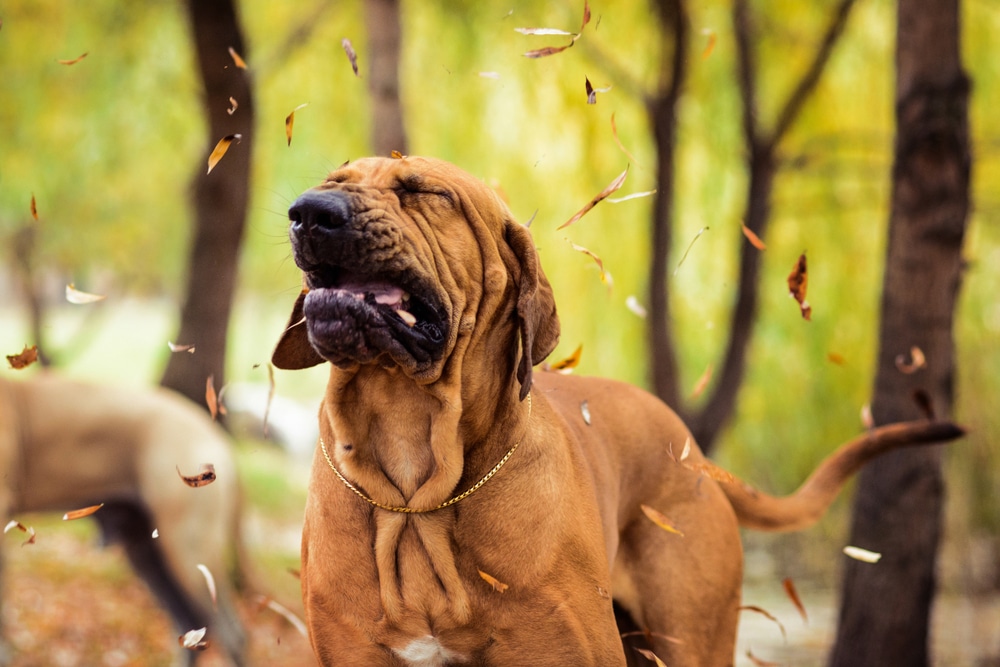 A medium-sized tan dog with floppy ears and a gold collar mid-sneeze, with its eyes shut and jowls flared, surrounded by falling autumn leaves in a blurred forest setting.