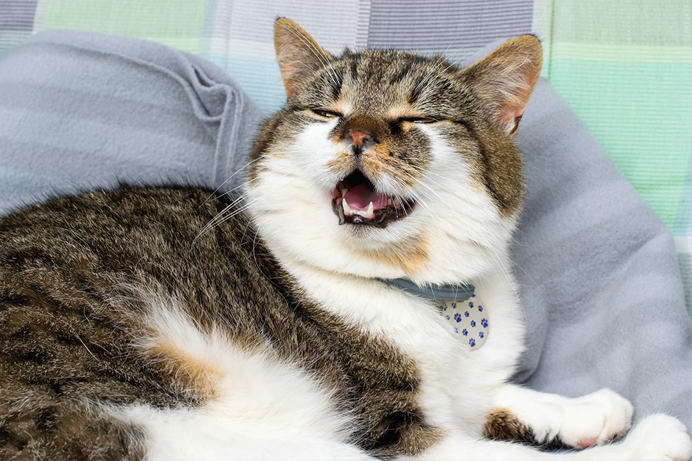 A close-up shot of a fluffy tabby and white cat lying down on a soft grey cushion, squinting its eyes shut with its mouth wide open as it vocalizes, meows, or meows mid-yawn.