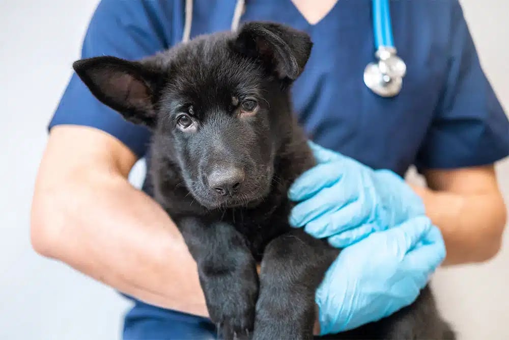 eterinarian holding a puppy for emergency life-saving care.
