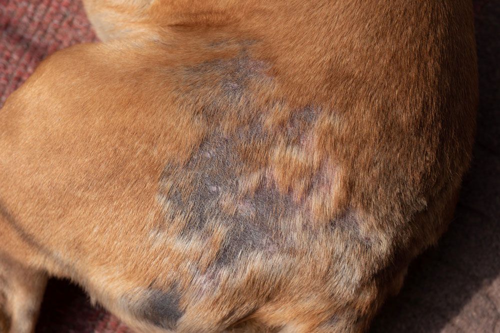 Veterinarian evaluating a dog with hair loss, highlighting the diagnosis and treatment of skin disorders, allergies, parasites, and coat health concerns.