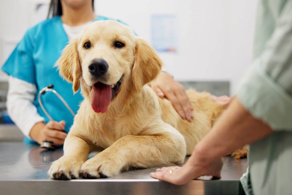Happy puppy at the veterinarian during a routine wellness exam, appearing calm and comfortable with the veterinary team.