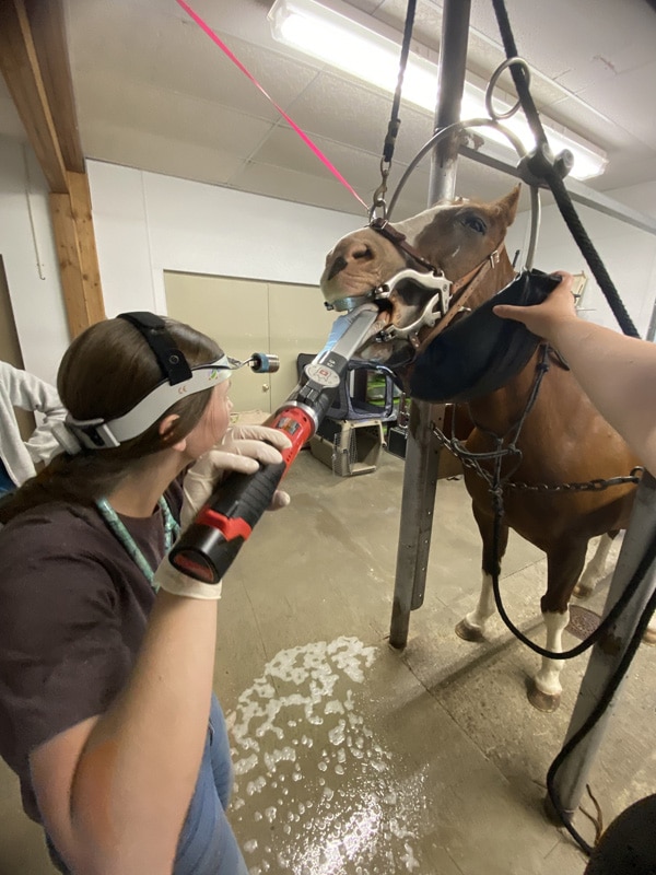 Veterinarian or staff member at Soda Springs Animal Clinic assisting with animal care
