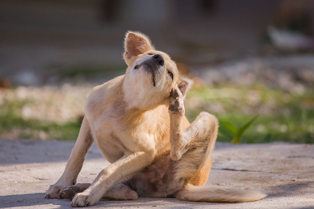 Dog scratching due to itchy skin, a common sign of allergies, parasites, or other skin conditions requiring veterinary evaluation.