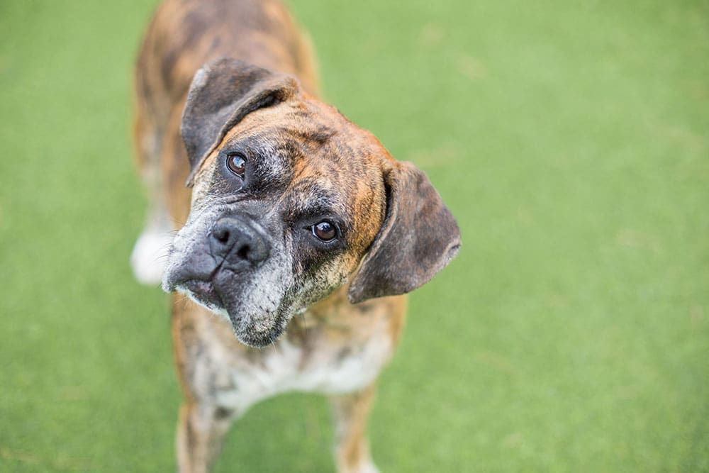 Pet playing outdoors as part of a healthy lifestyle supported by Soda Springs Animal Clinic