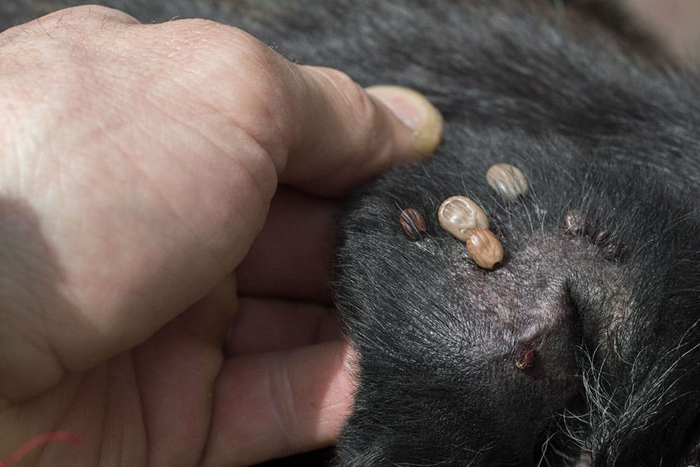 A close-up of ticks attached to a pet’s skin while fur is parted by a hand, highlighting a parasitic infestation that can cause irritation and transmit disease in pets.