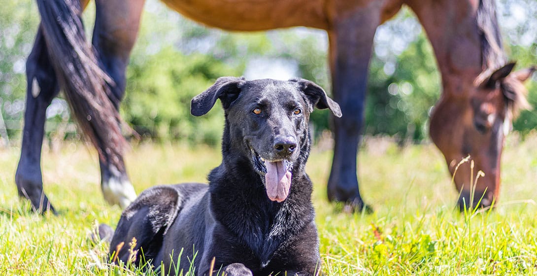 Platelet-rich plasma PRP veterinary therapy overview at Soda Springs Animal Clinic in Idaho