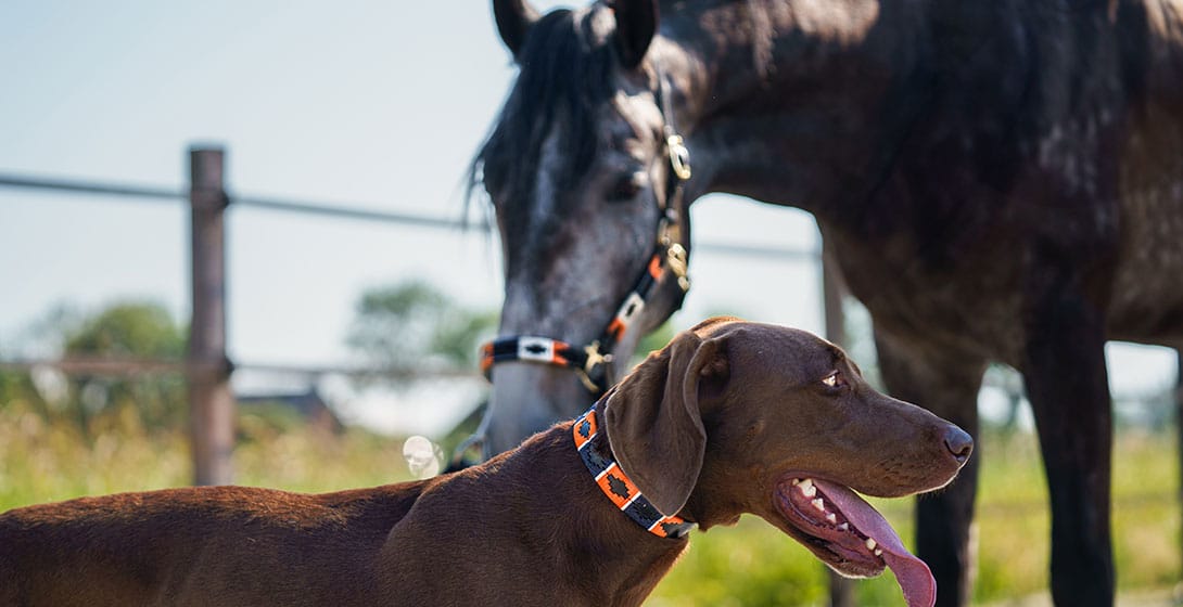Veterinary professional performing platelet-rich plasma injection therapy on animal patient