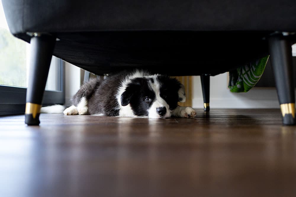 A black and white puppy lies on a dark wood floor peeking out from underneath a black sofa.