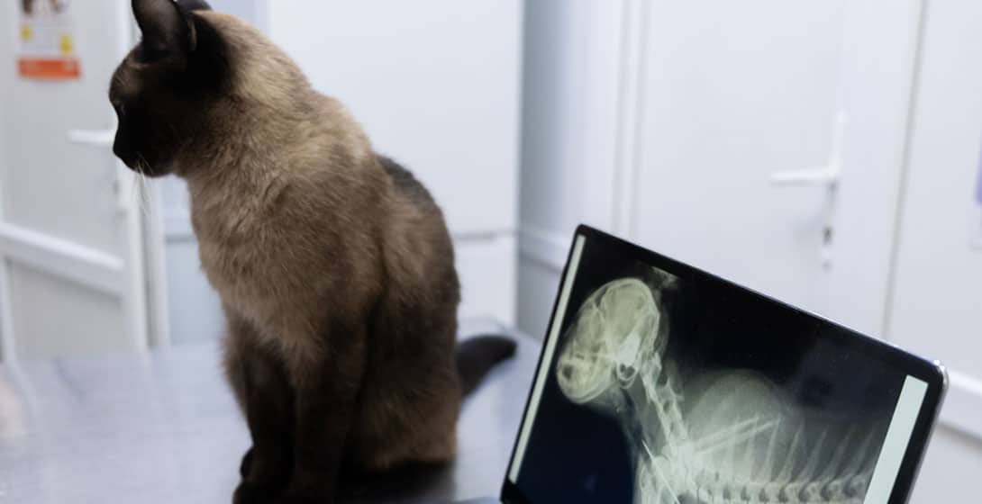 Veterinarian conducting a small animal diagnostic exam using advanced veterinary equipment