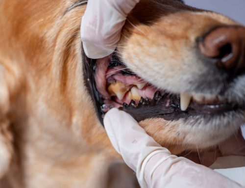 Can Bad Teeth Cause Heart Problems in Dogs and Cats?