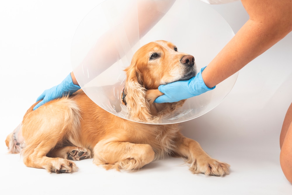 Spaniel dog recovering after hernia repair surgery at a veterinary clinic