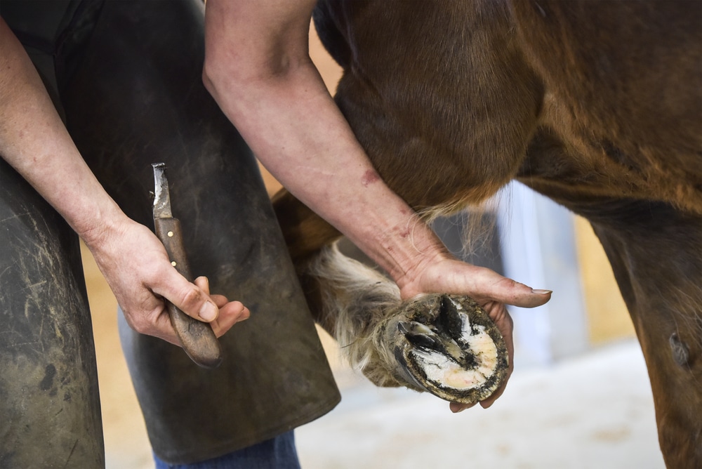 Close-up of horse hoof care being performed to maintain proper hoof health and prevent foot-related issues.