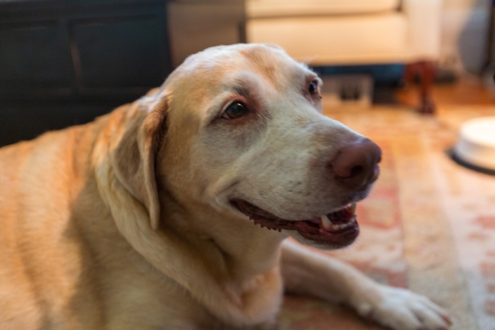 Older Labrador lying down calmly, showing signs of aging and the need for supportive senior pet care and comfort.