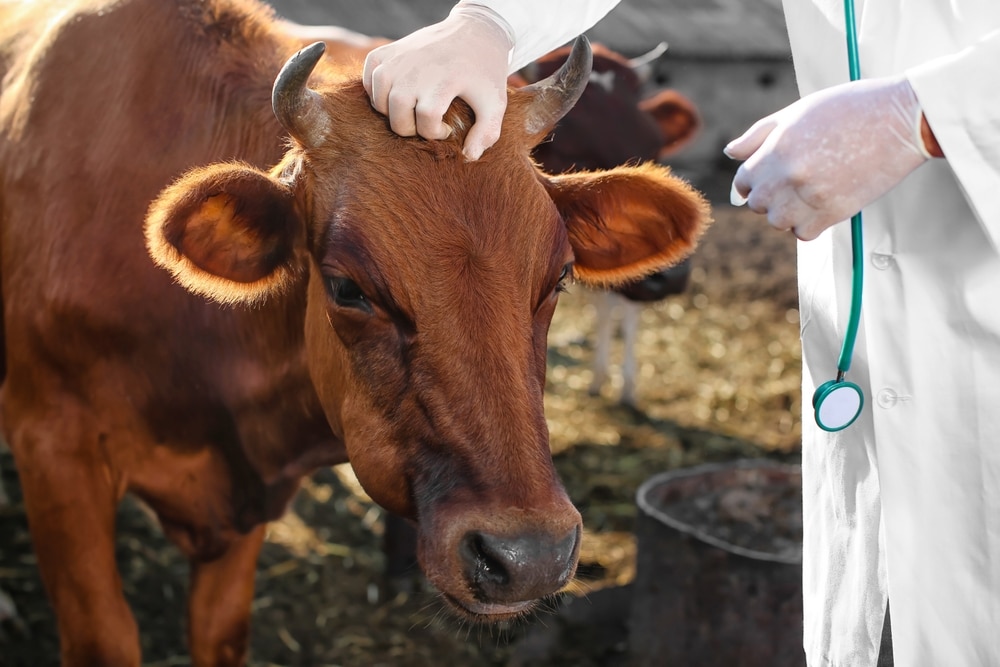Veterinarian examining cows in a paddock during livestock health inspection on a farm