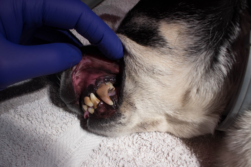 Veterinarian examining the teeth of an older dog during a dental checkup.