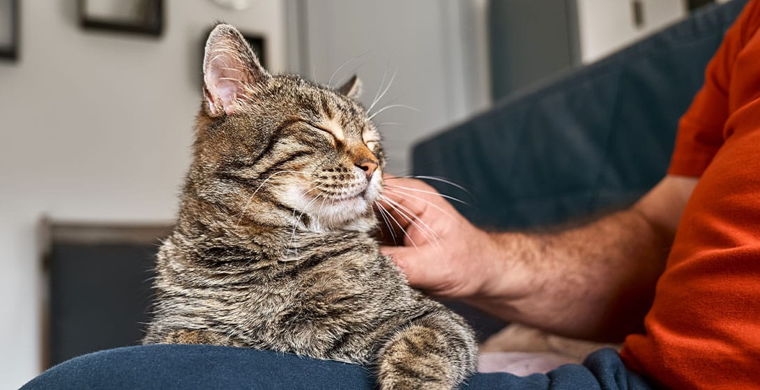 Pet owner and veterinarian reviewing wellness plan details at Soda Springs Animal Clinic