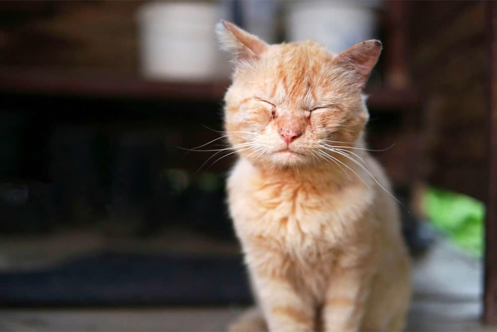 An orange tabby cat sitting with its eyes tightly shut, appearing to have swelling and discharge around the eyelids.