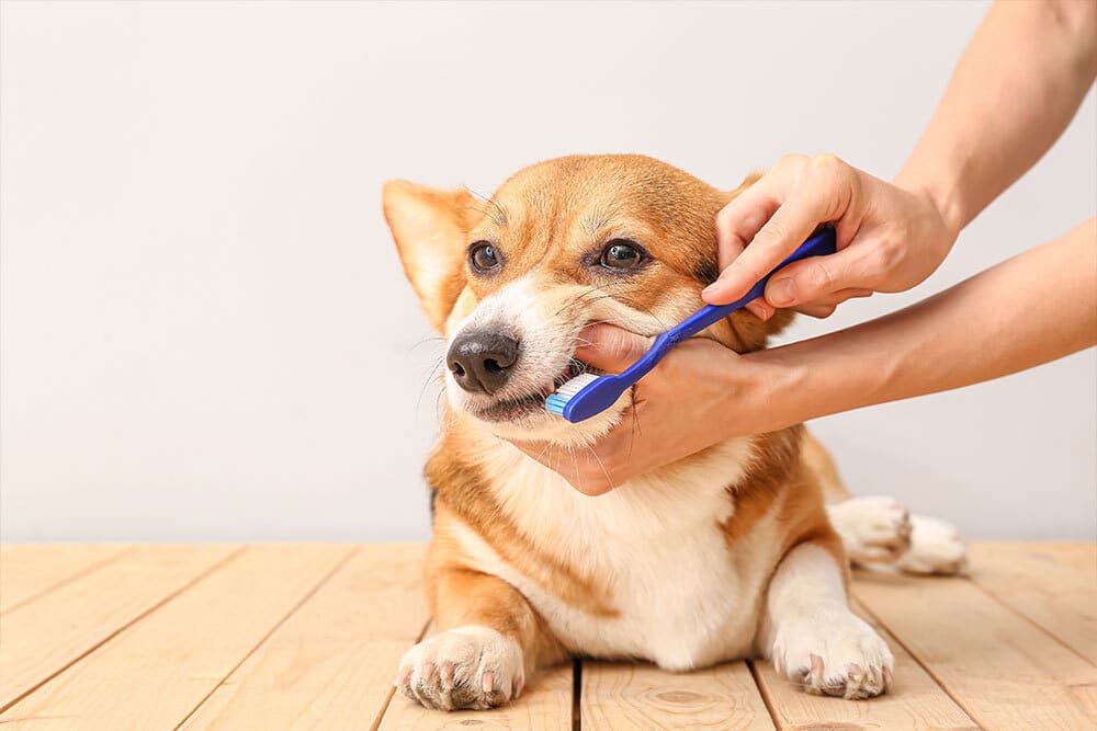 Person brushing a corgi’s teeth with a blue toothbrush while the dog lies on a wooden surface.