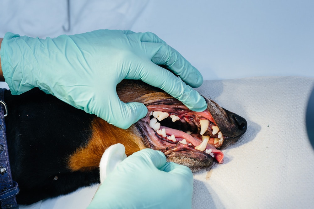 Veterinarian wearing gloves examining a dog’s teeth and gums during a dental checkup on a treatment table.