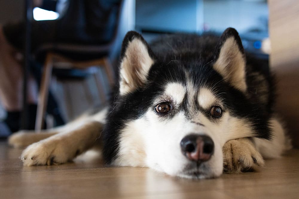 A black and white Siberian Husky lies flat on a light wood floor with its chin resting on its front paws, looking directly at the camera with an attentive expression.
