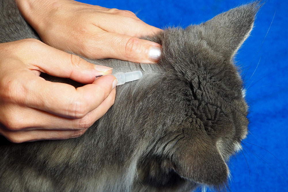A close-up of hands applying a topical treatment to the back of a cat’s neck, illustrating preventive care against fleas, ticks, and other parasites.