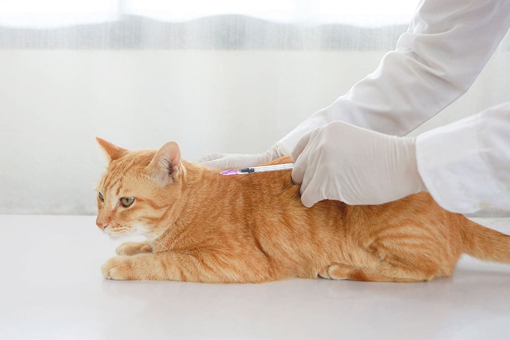 A veterinarian wearing gloves administers an injection to an orange cat during a routine vaccination at a veterinary clinic.