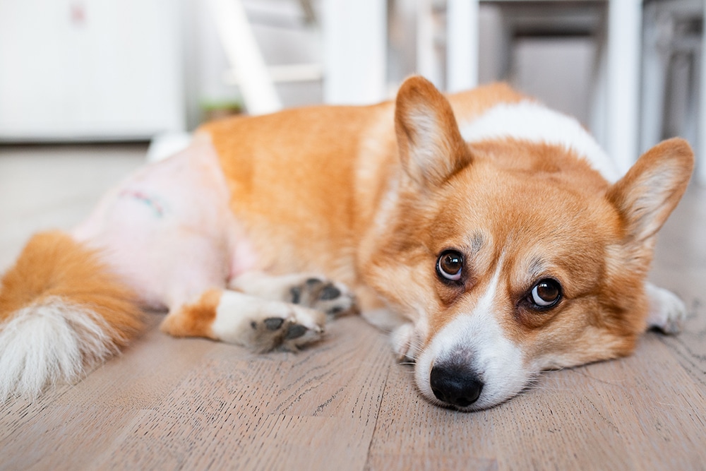 Post‑surgery Corgi resting on a recovery bed, symbolizing joint support and comfort for pets with osteoarthritis.