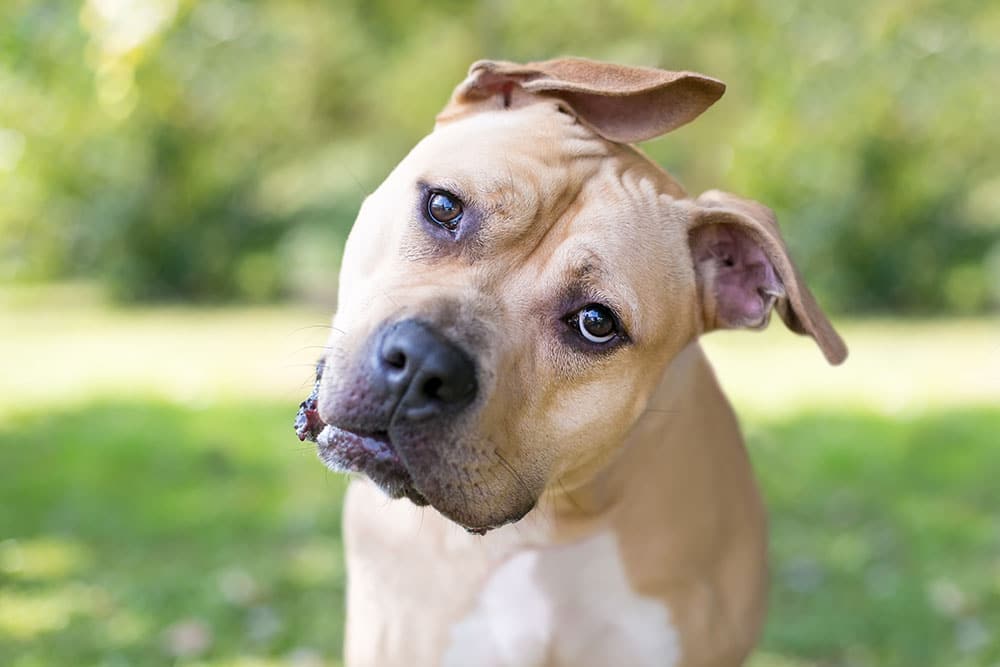 A tan and white American Staffordshire Terrier mix with a curious expression, tilting its head to the side while looking directly at the camera.