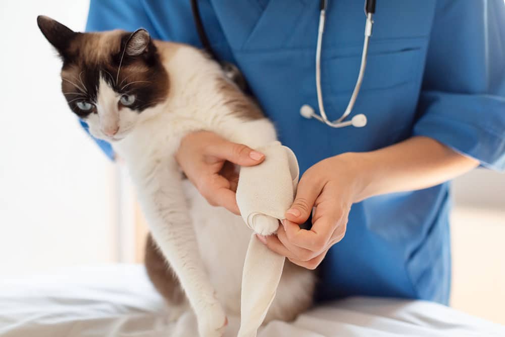 A veterinarian gently bandaging a cat’s front paw during an exam, illustrating diagnostic care for common causes of limping in pets.