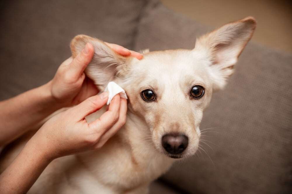 Veterinarian examining a dog’s ear with an otoscope during a checkup