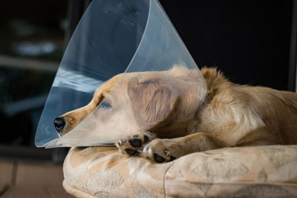 Dog resting on a bed while wearing an Elizabethan collar