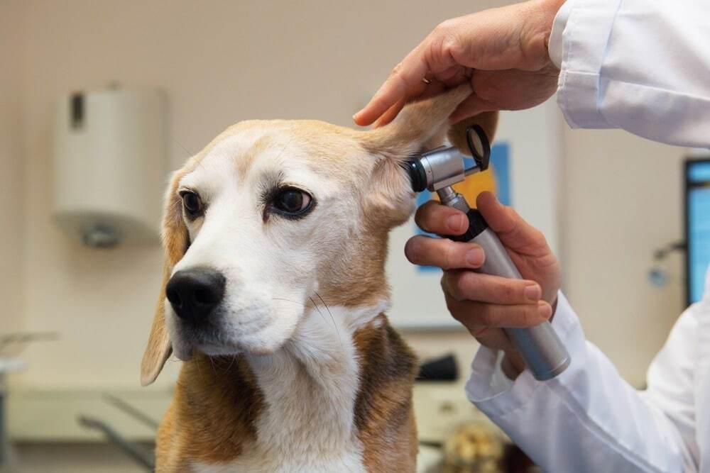 Veterinarian examining a dog’s ear with an otoscope during a checkup