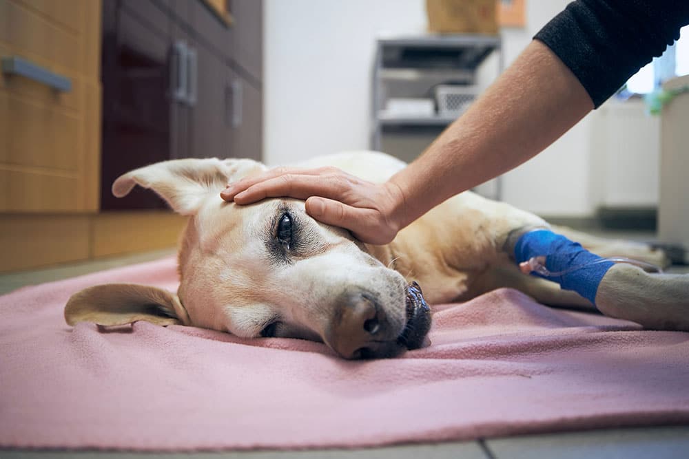 A dog resting on a blanket at a veterinary clinic while a caregiver gently comforts its head, representing early detection and treatment care for common pet cancers.