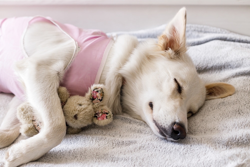 Sleeping dog wearing a recovery suit and cuddling a stuffed toy