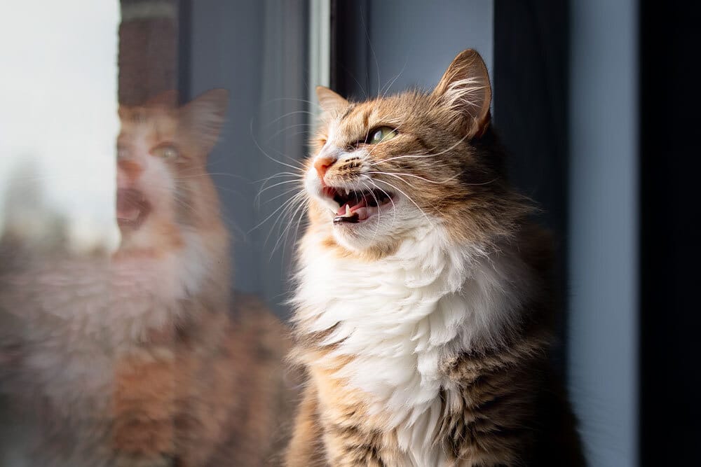 Tabby cat perched on a windowsill, ears flat back and mouth open in a hiss or growl — an agitated cat reacting to something outside.