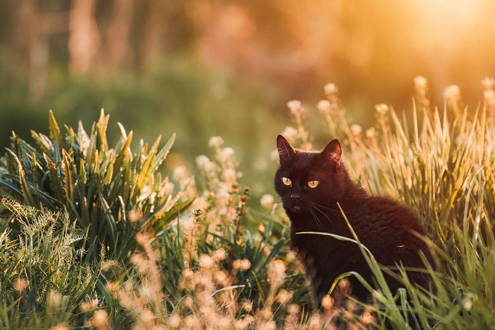 A sleek black cat with bright yellow eyes sits amidst tall green grass and wildflowers, illuminated by the warm, golden glow of a setting sun.
