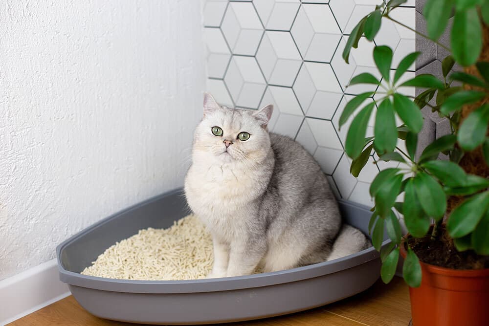 A silver-shaded cat with green eyes sits in a grey corner litter box filled with pellet litter.