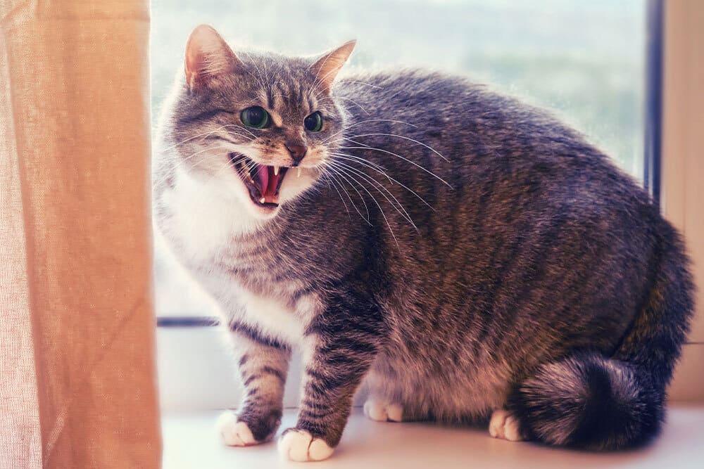Cat crouched with fur puffed up, back arched, ears flattened against its head, eyes wide — a defensive cat appearing frightened or ready to defend itself.