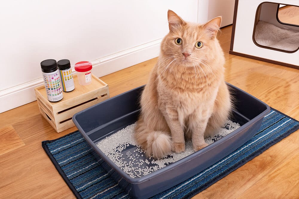 A ginger cat sits in a litter box next to urine analysis test strips and a collection cup.