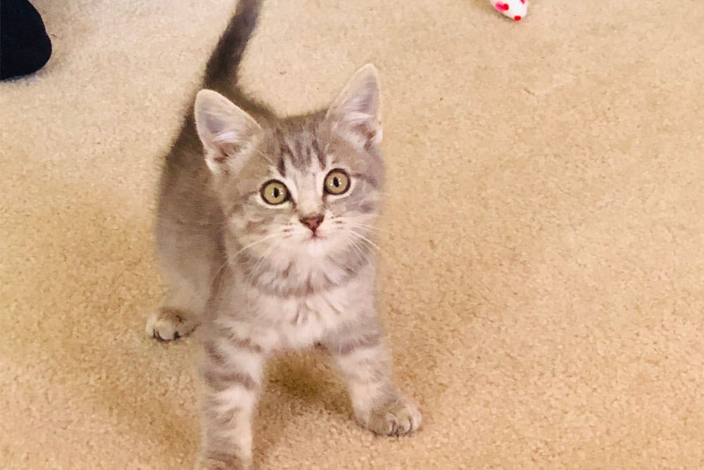 Gray tabby kitten standing on a carpet indoors and looking up at the camera