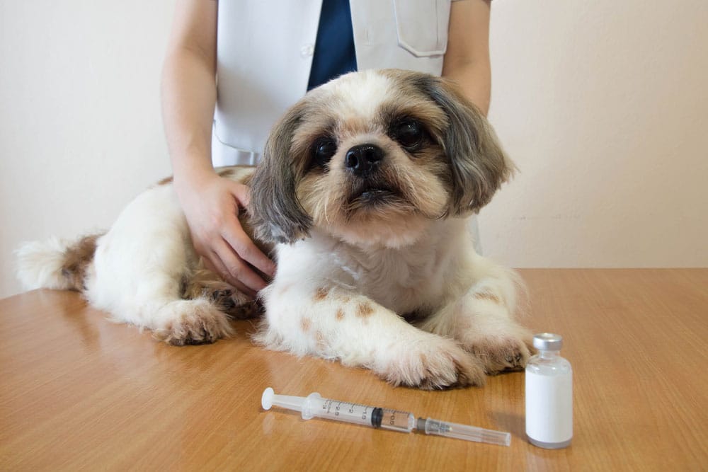 A small Shih Tzu dog lying on a wooden table next to a syringe and medicine vial with a vet in the background.
