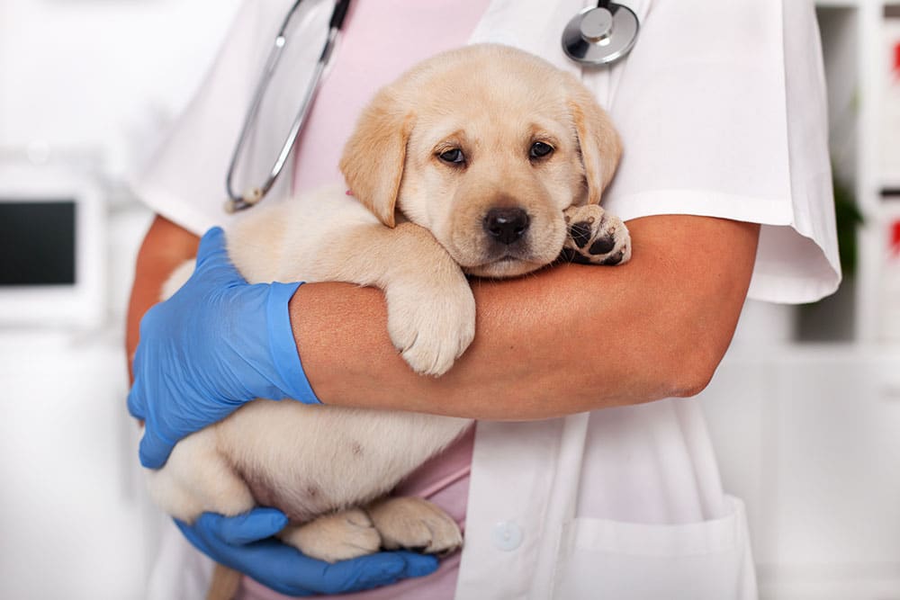 A veterinarian wearing blue gloves cradles a young yellow Labrador puppy.