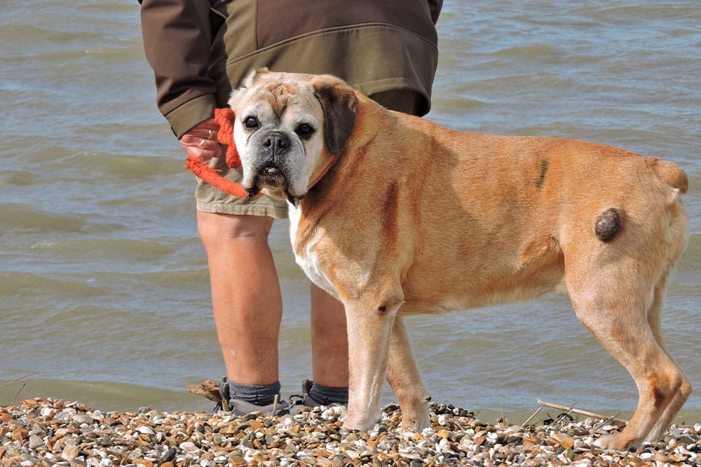 A senior Boxer dog stands on a pebble beach next to its owner, with a large, dark skin mass visible on its rear hip.