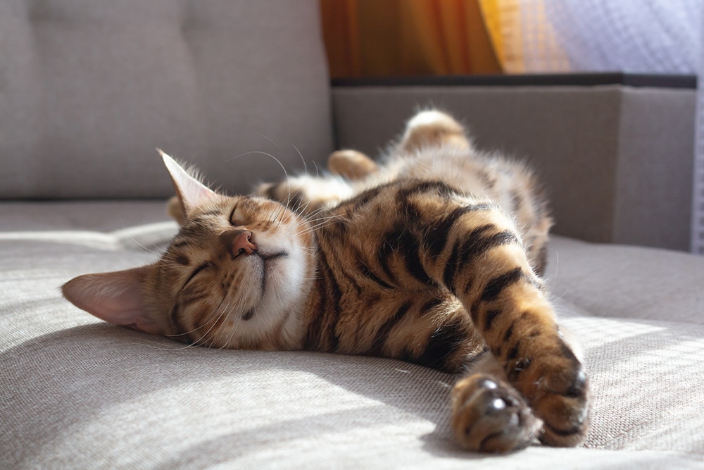 Alert Bengal cat monitored for seizure first aid.